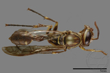 ǦW:Parapolybia nodosa