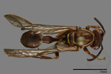 ǦW:Parapolybia nodosa