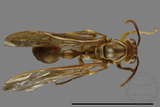 ǦW:Parapolybia takasagona