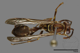 ǦW:Parapolybia nodosa