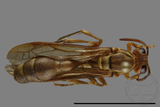 ǦW:Parapolybia takasagona