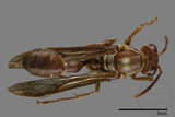 ǦW:Parapolybia nodosa