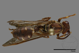 ǦW:Parapolybia nodosa