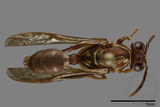 ǦW:Parapolybia nodosa