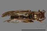 ǦW:Parapolybia nodosa