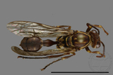 ǦW:Parapolybia nodosa