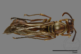 ǦW:Parapolybia nodosa