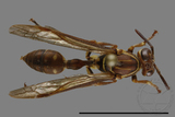 ǦW:Parapolybia nodosa