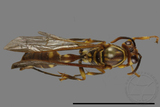 ǦW:Parapolybia varia