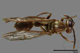 ǦW:Parapolybia nodosa