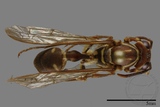 ǦW:Parapolybia nodosa