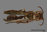 ǦW:Parapolybia nodosa