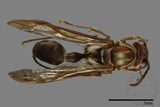 ǦW:Parapolybia nodosa