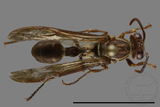 ǦW:Parapolybia nodosa