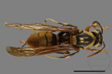 ǦW:Polistes rothneyi