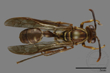 ǦW:Parapolybia nodosa