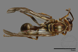 ǦW:Parapolybia nodosa