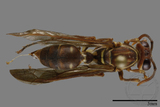 ǦW:Parapolybia nodosa