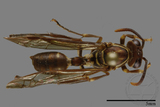 ǦW:Parapolybia nodosa