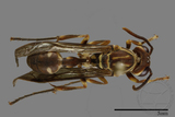 ǦW:Parapolybia nodosa