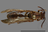 ǦW:Parapolybia nodosa