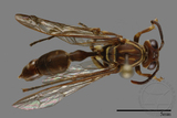 ǦW:Parapolybia nodosa