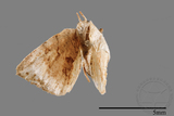 ǦW:Dysaethria sp.