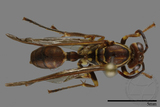 ǦW:Parapolybia nodosa