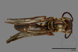 ǦW:Parapolybia nodosa