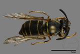 ǦW:Vespula flaviceps