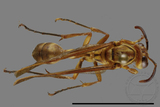 ǦW:Parapolybia takasagona