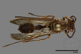 ǦW:Parapolybia nodosa