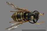 ǦW:Vespula flaviceps