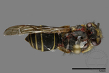 ǦW:Vespula flaviceps