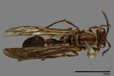 ǦW:Parapolybia nodosa