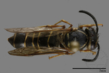 ǦW:Vespula flaviceps