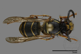 ǦW:Vespula flaviceps