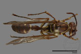 ǦW:Parapolybia nodosa