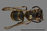 ǦW:Vespula flaviceps