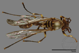 ǦW:Parapolybia nodosa