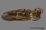 ǦW:Parapolybia nodosa