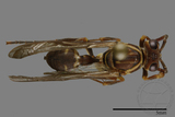 ǦW:Parapolybia nodosa