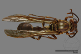 ǦW:Parapolybia nodosa