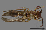 ǦW:Parapolybia nodosa