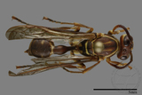 ǦW:Parapolybia nodosa