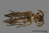 ǦW:Parapolybia nodosa