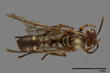 ǦW:Parapolybia nodosa