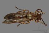 ǦW:Parapolybia nodosa