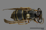 ǦW:Vespula flaviceps