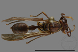 ǦW:Parapolybia nodosa